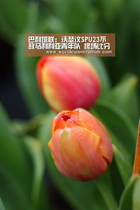 世界杯投注